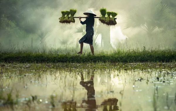 回歸鄉(xiāng)村，方知幸福 【輕鋼別墅】(圖3)